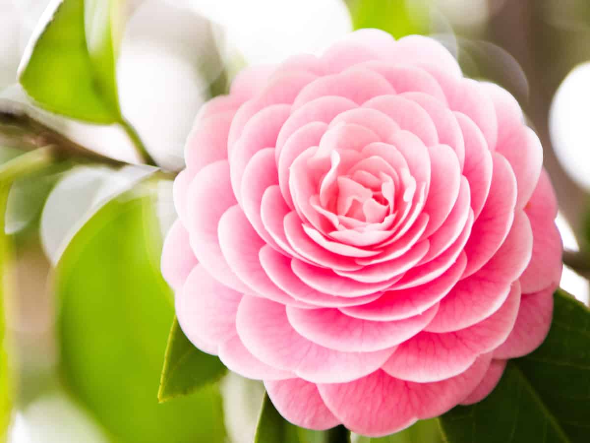 the camellia is a beautiful flowering shrub with extraordinary color