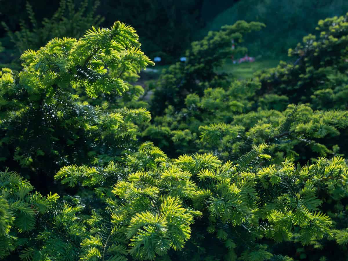 Canadian hemlock makes a great privacy screen