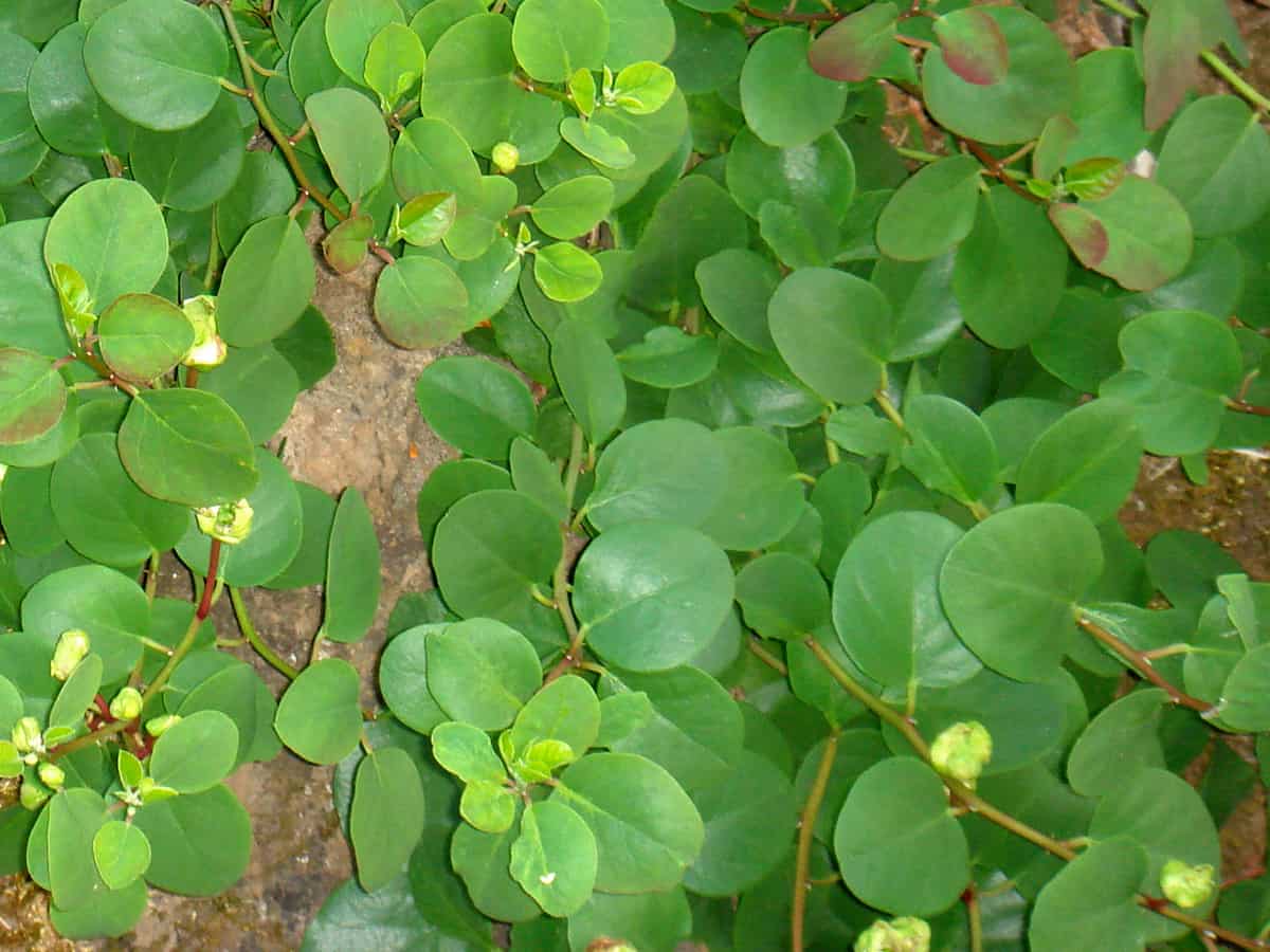 pickle caper buds and use as an addition to many dishes