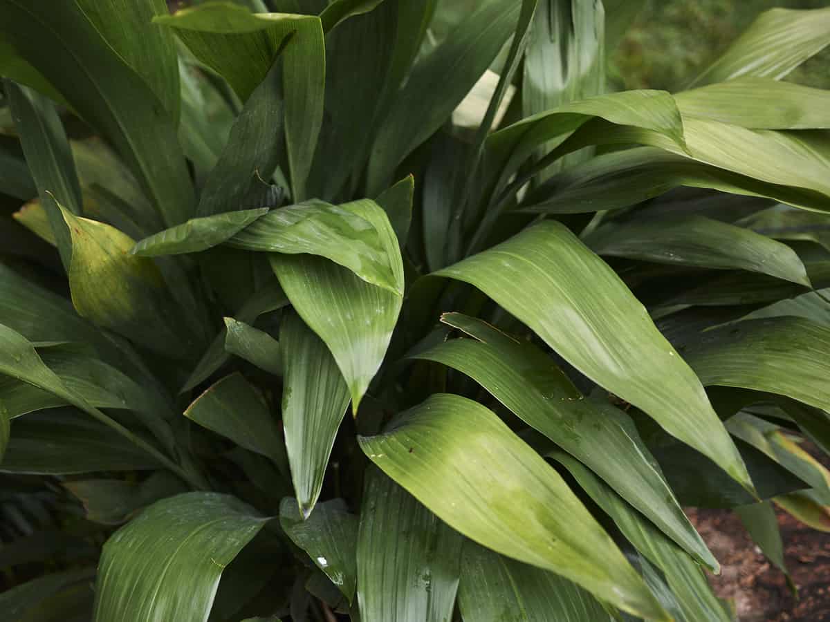 cast iron plant is a perennial favorite