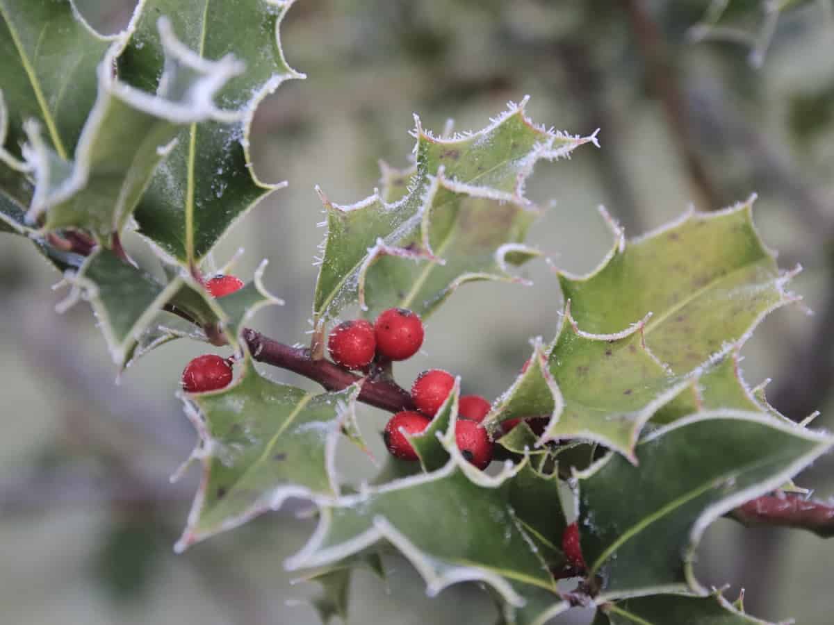 castle spire holly is an evergreen bush with a unique narrow shape