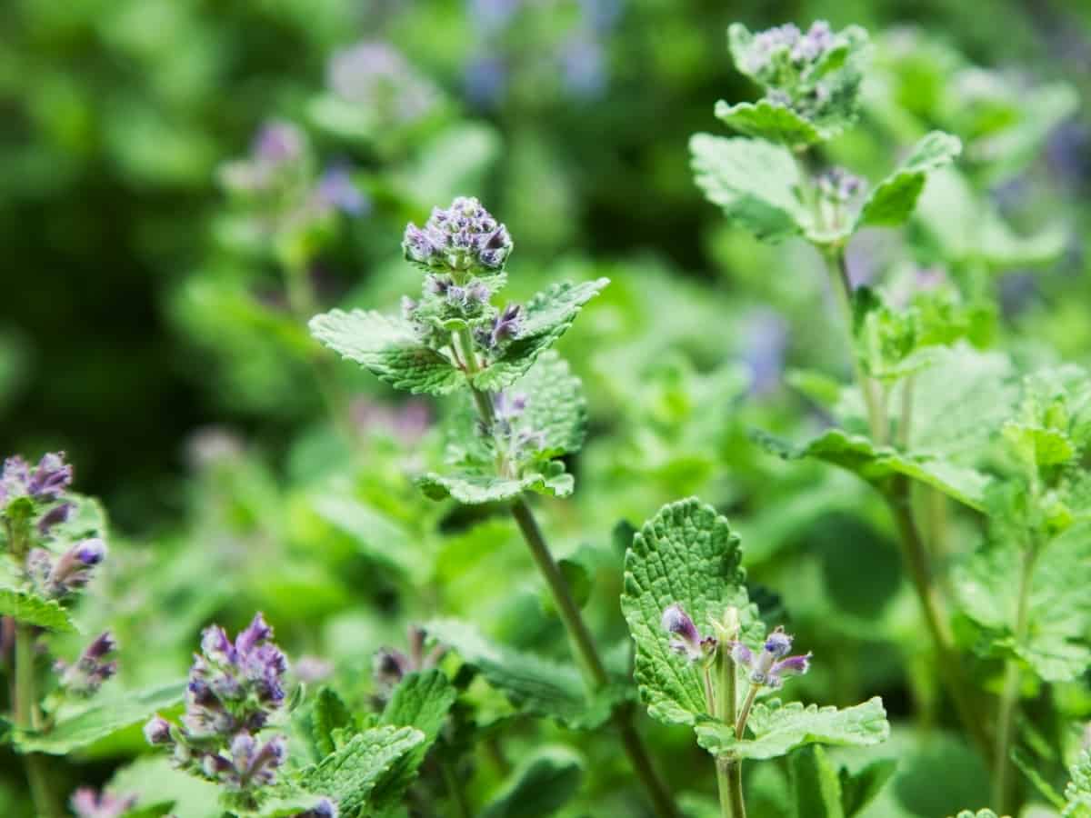 while catnip attracts cats, it's a natural insect repellent