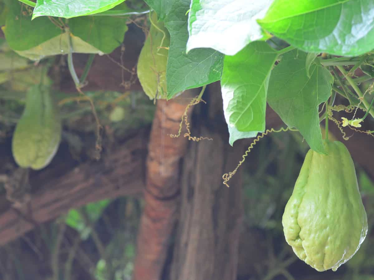 the chayote is a perennial vegetable that is in the squash family