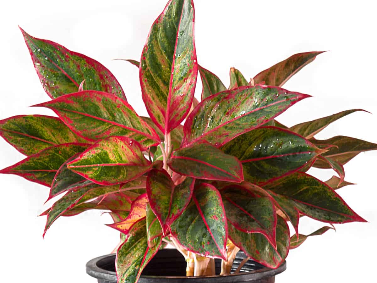 the Chinese evergreen is a colorful addition to any room in the home