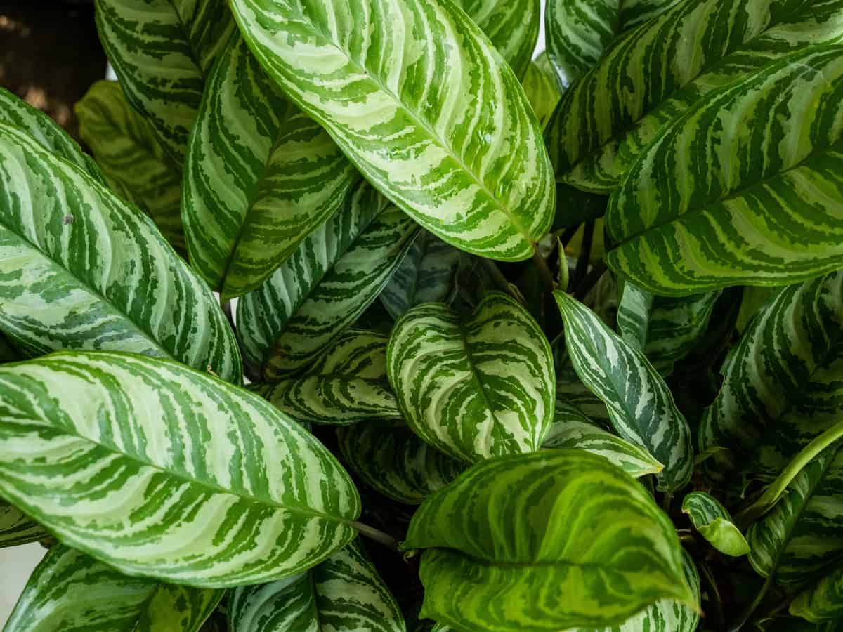 Chinese evergreen requires very little care