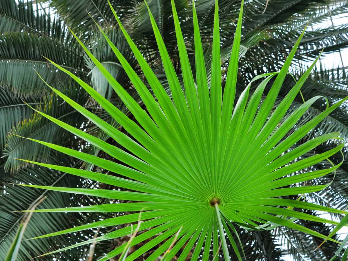 Chinese fan palm plant grows well indoors