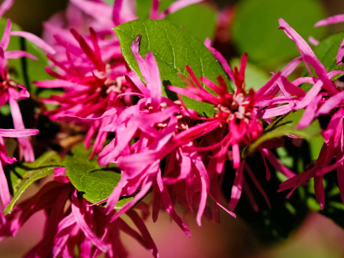 Chinese fringe flower makes an attractive privacy bush