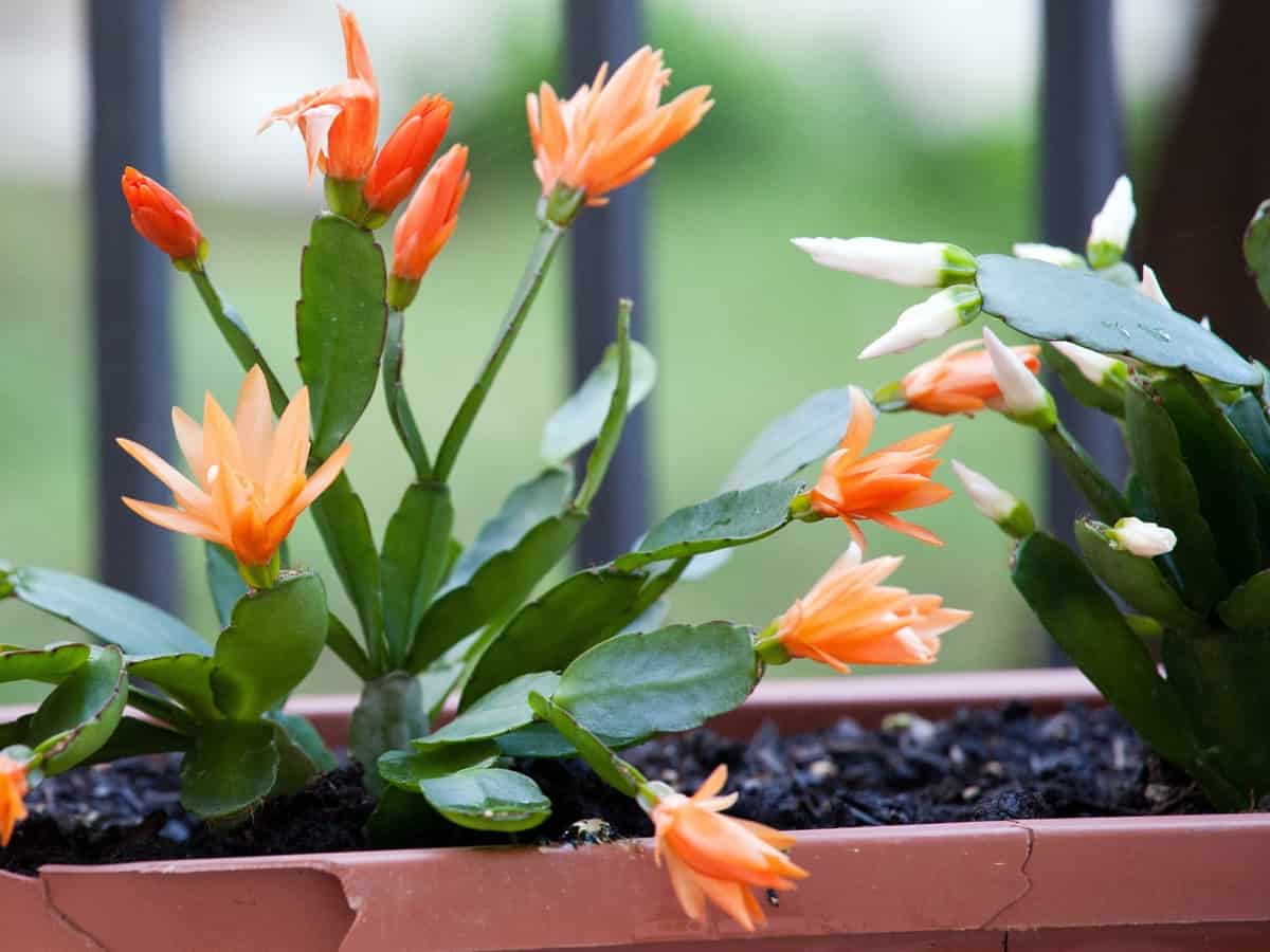 Christmas cactus is a hybrid indoor plant that is difficult to kill