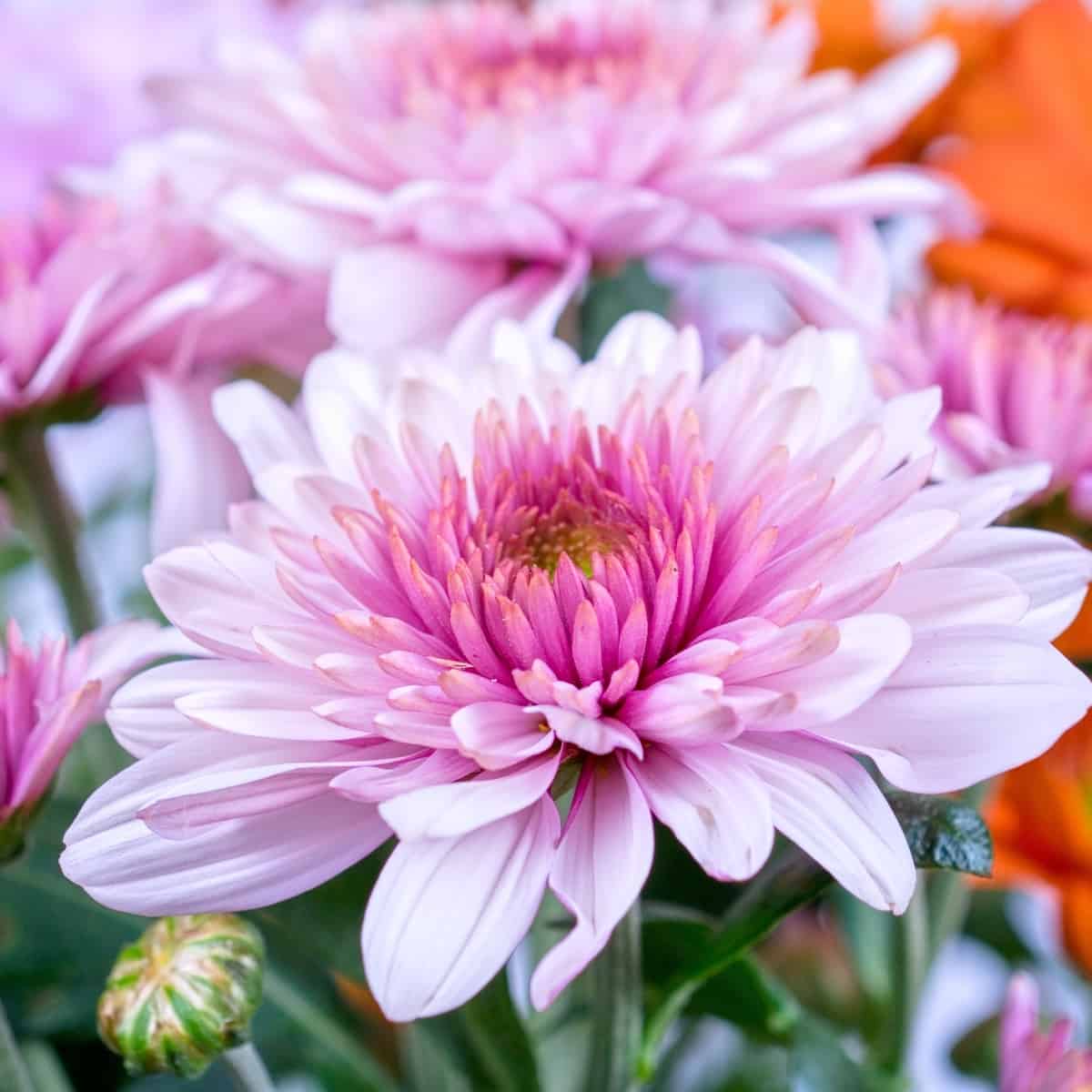 chrysanthemums come in a variety of beautiful colors