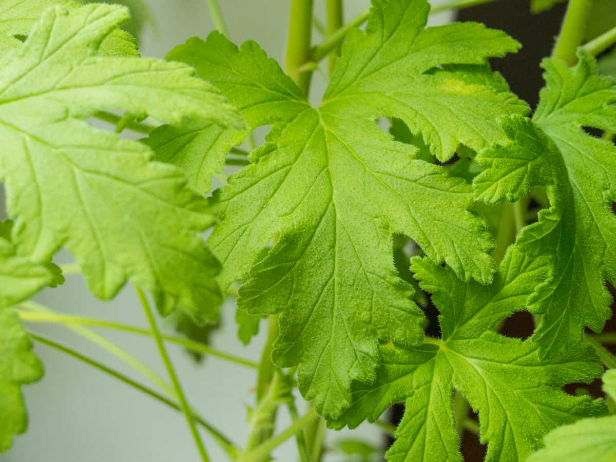 plant citronella once and repel mosquitoes year after year