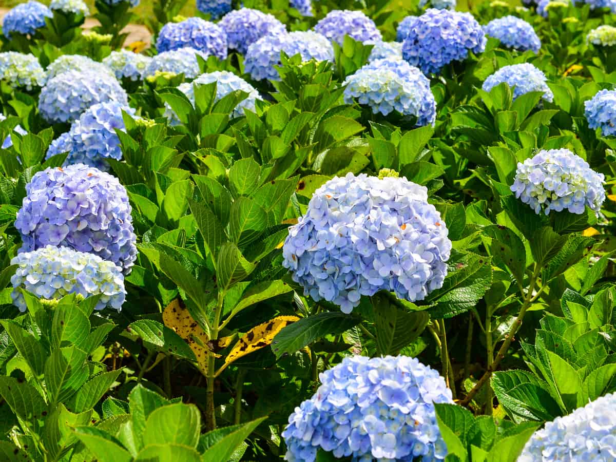 cityline hydrangea is a low maintenance shrub that prefers full sun