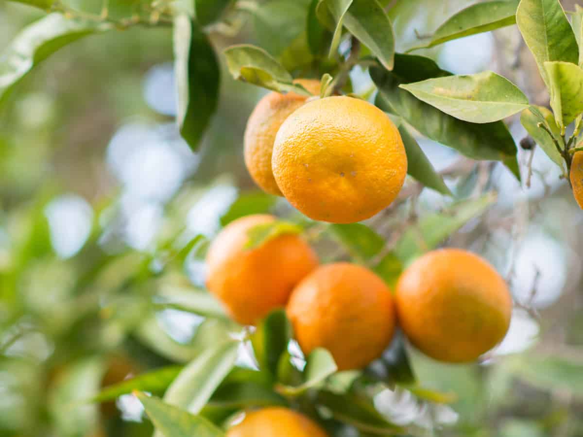 clementines are delicious fruits