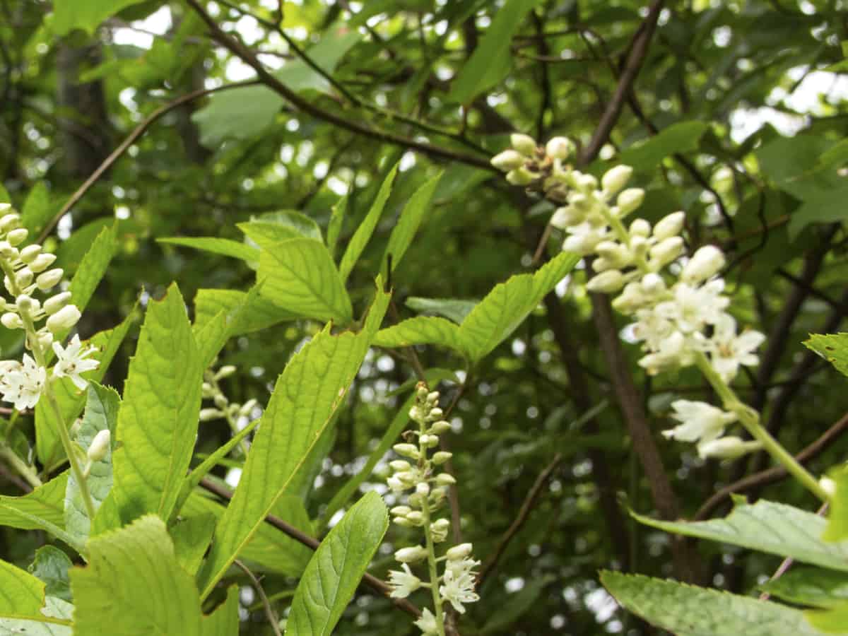 clethra prefers acidic garden soil to thrive