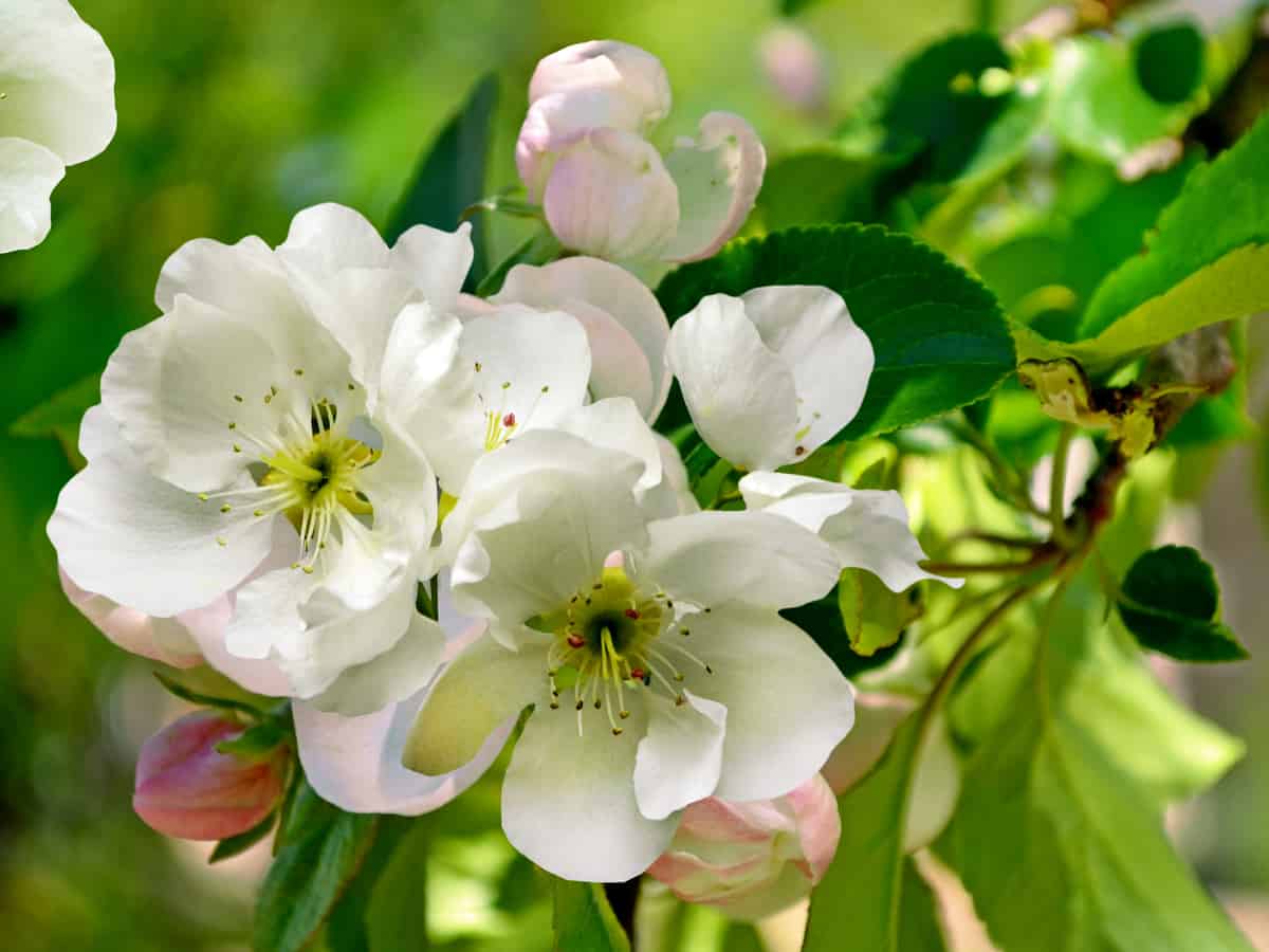 Cleveland flowering pear is just right for a small garden