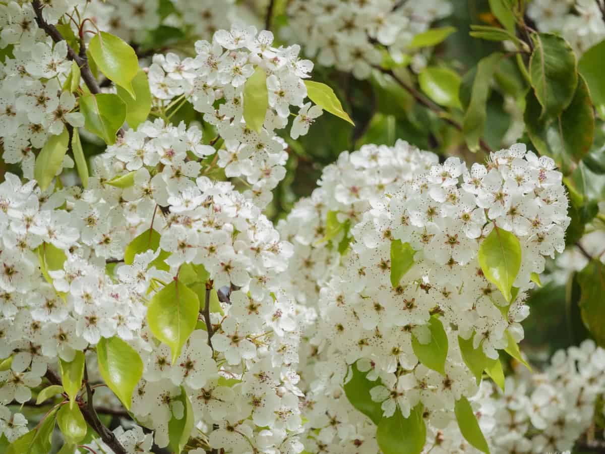 a fast growing shade tree, the Cleveland pear also has beautiful flowers