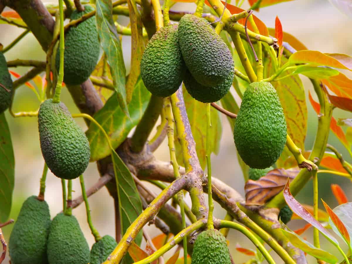 cold hardy avocado grows well on the patio