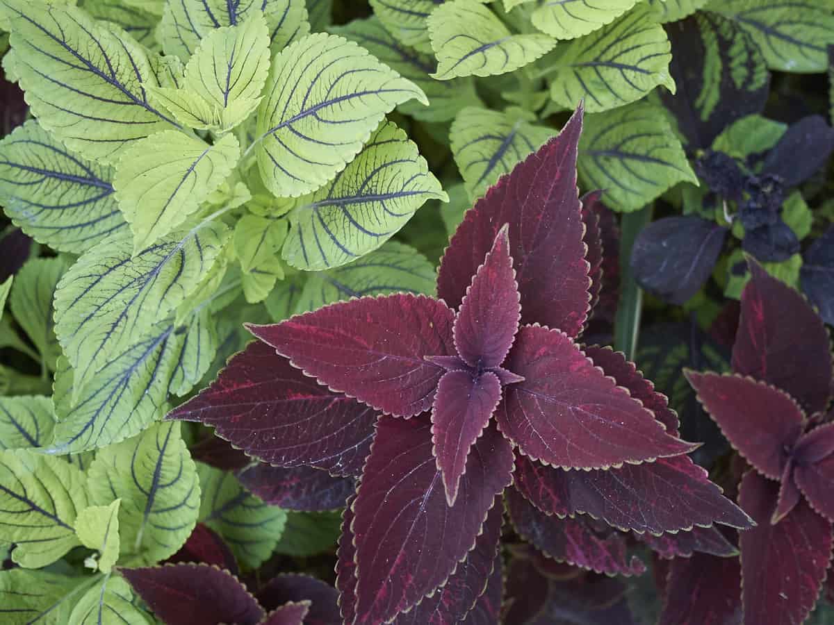 coleus is also called poor man's croton