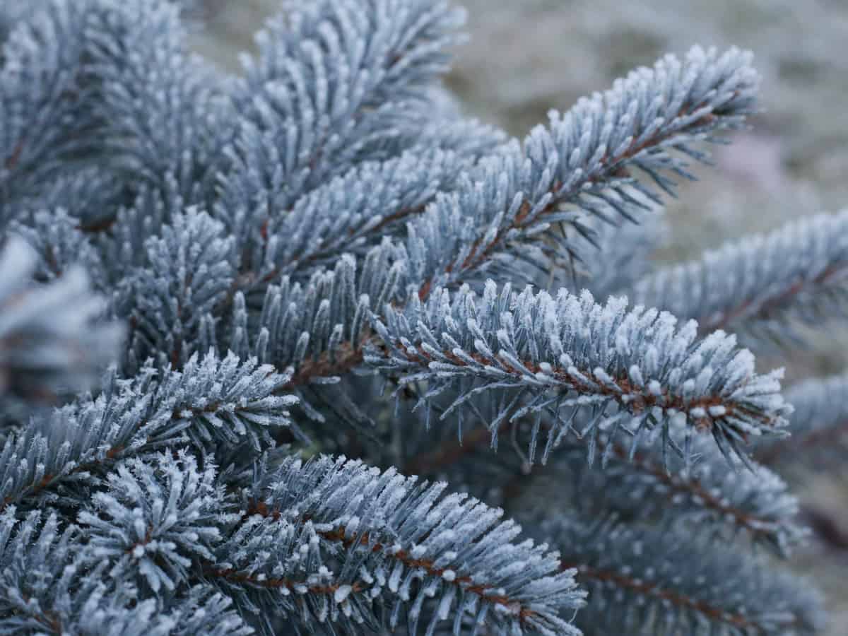 Colorado blue spruce is an evergreen that adds privacy to the yard