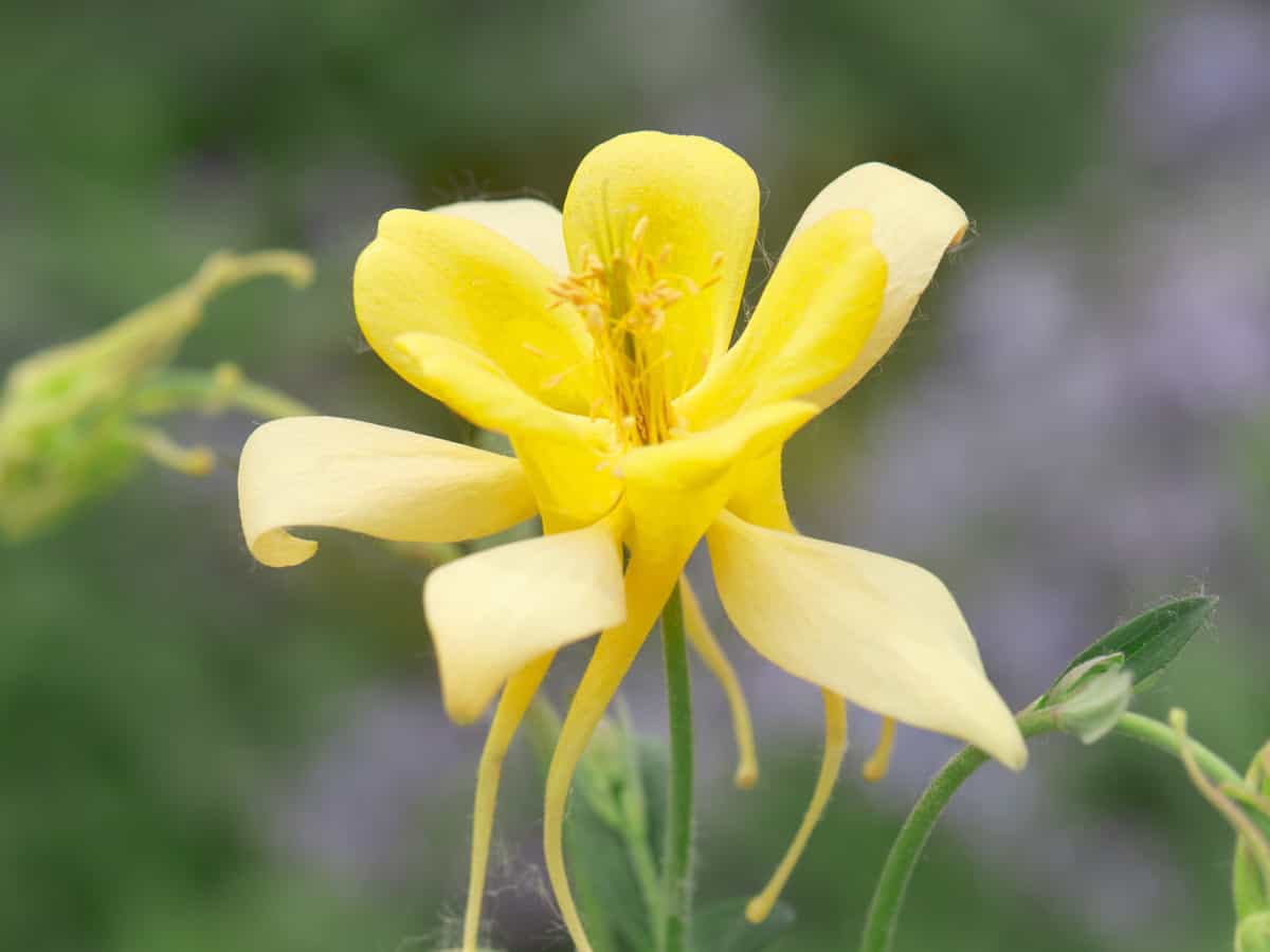 columbine is a deer resistant perennial that comes in a variety of colors