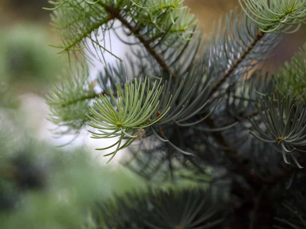 concolor fir does not thrive in urban settings