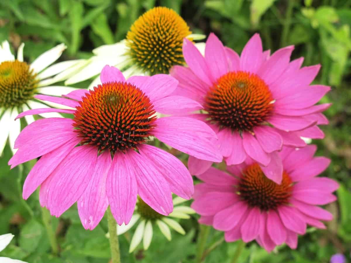 the coneflower or echinacea is easy to maintain once established