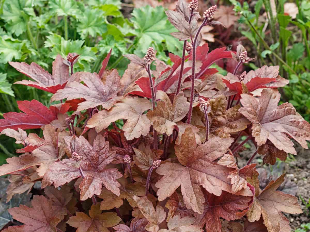 coral bells is also known as alumroot