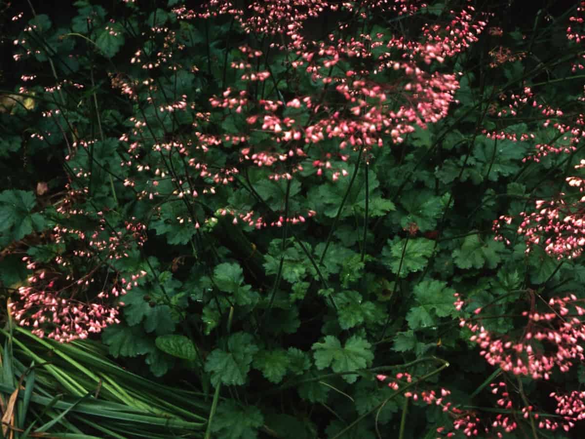 coral bells has showy leaves and flowers and prefers shade