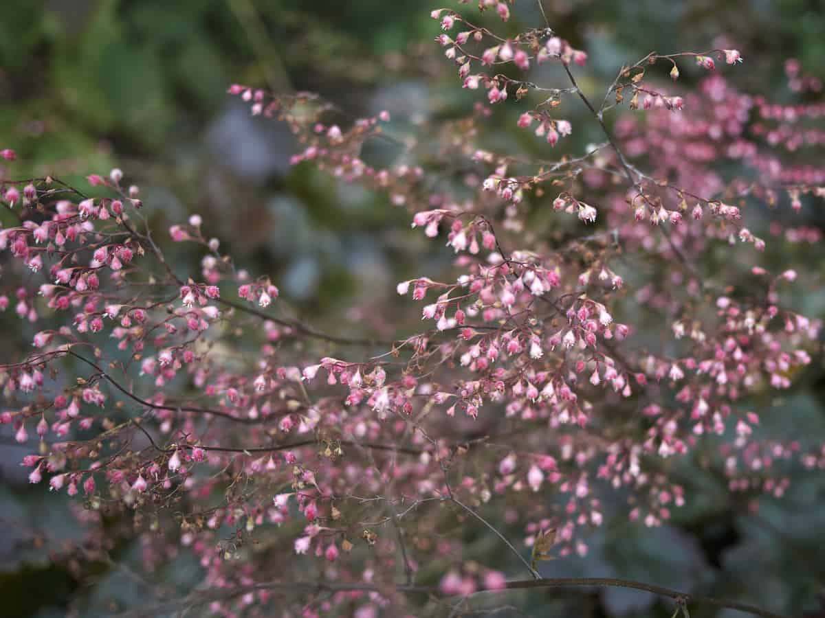 coral bells perennials have tiny flowers