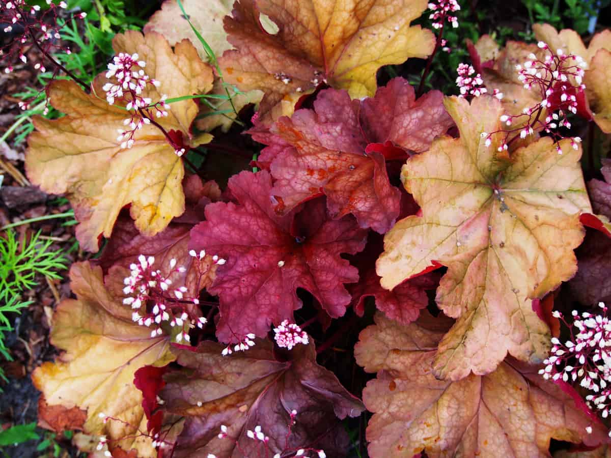 coral bells has leaves that are usually more attractive than the flowers