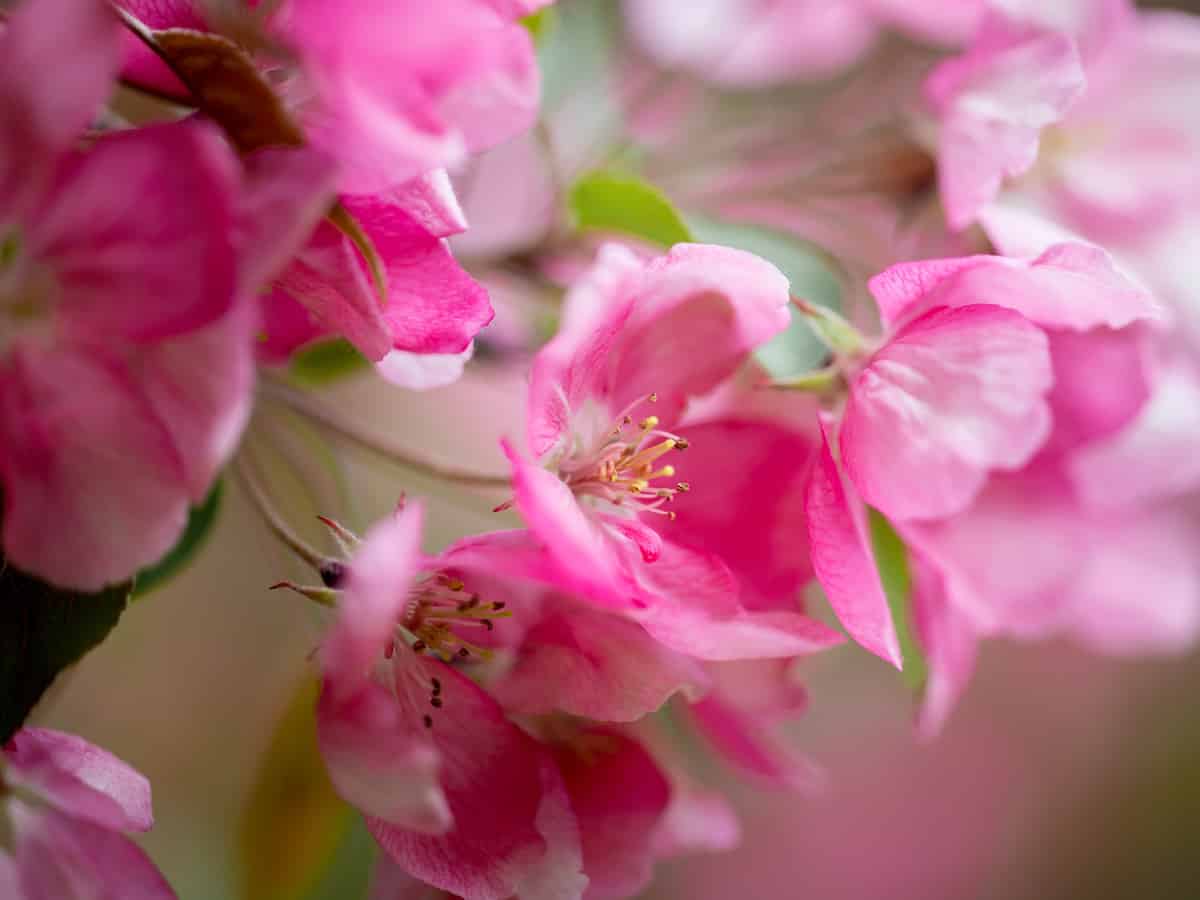 add crab apple trees to your garden