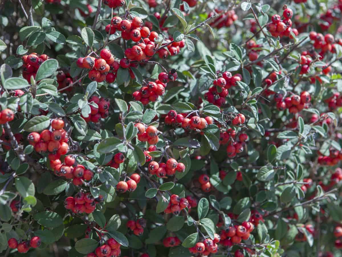 beautify your landscape with a cranberry cotoneaster
