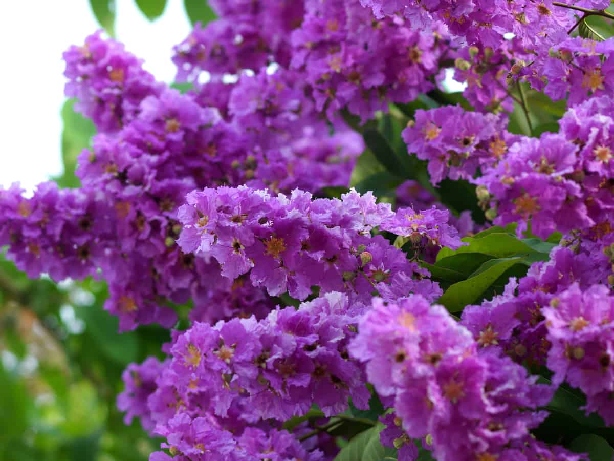 crape myrtle adds color to a beautiful garden