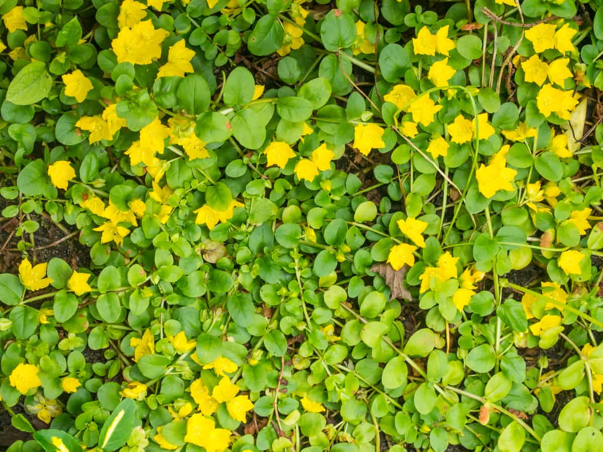 golden creeping Jenny is a shade-loving perennial that likes a good container