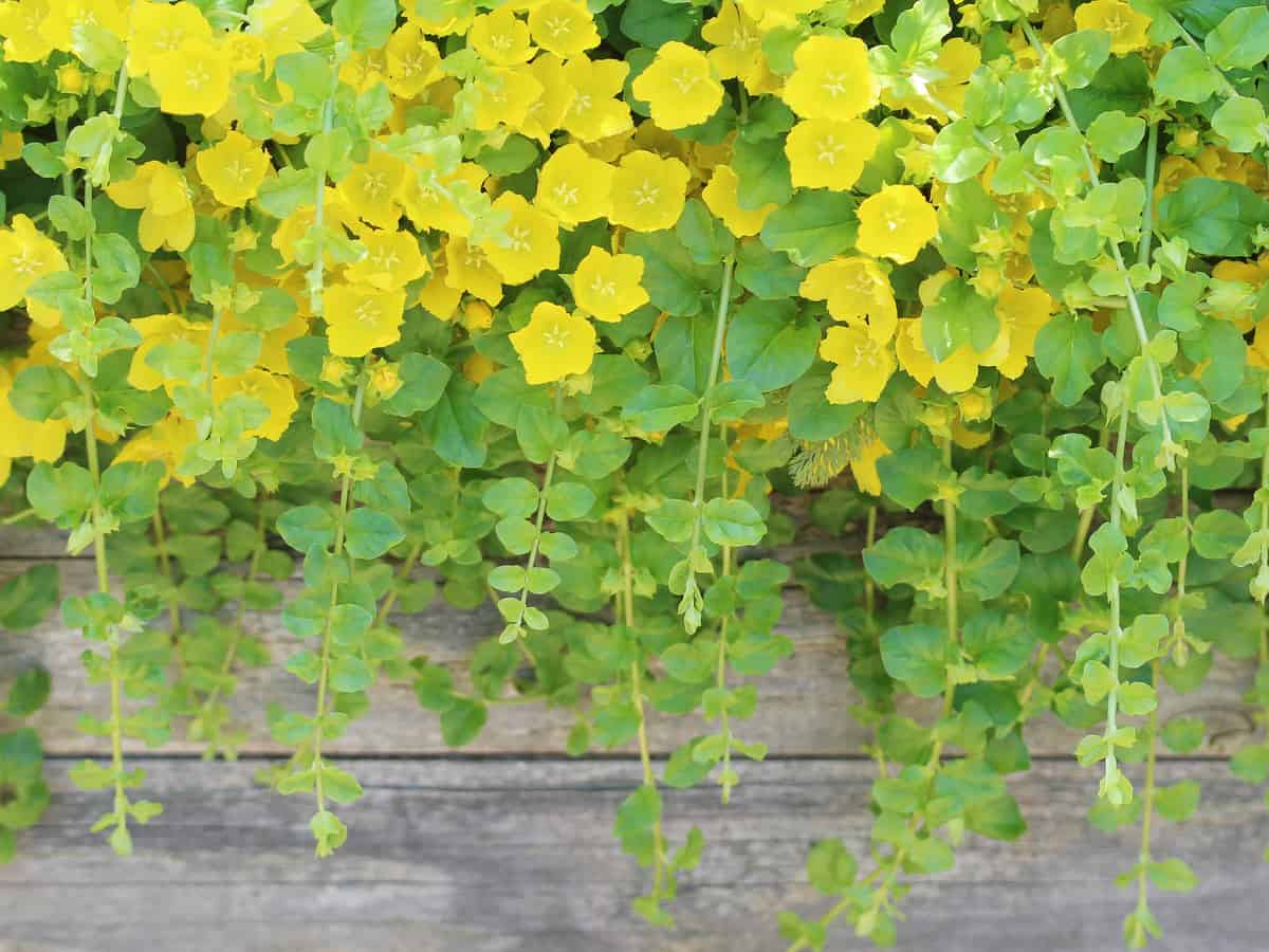 creeping Jenny is an easy to care for hanging shade plant