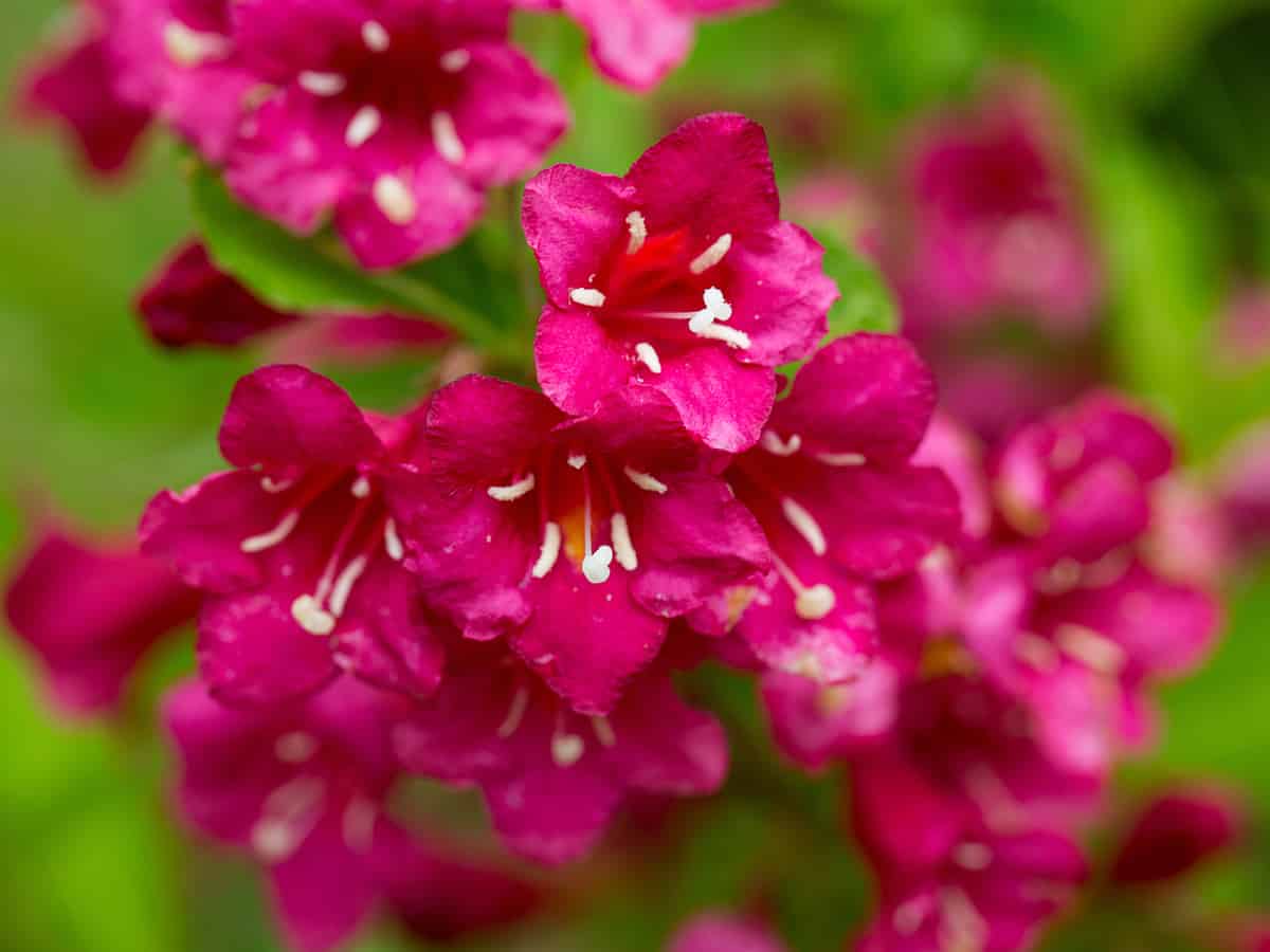 crimson kisses weigela is an attractive small flowering shrub