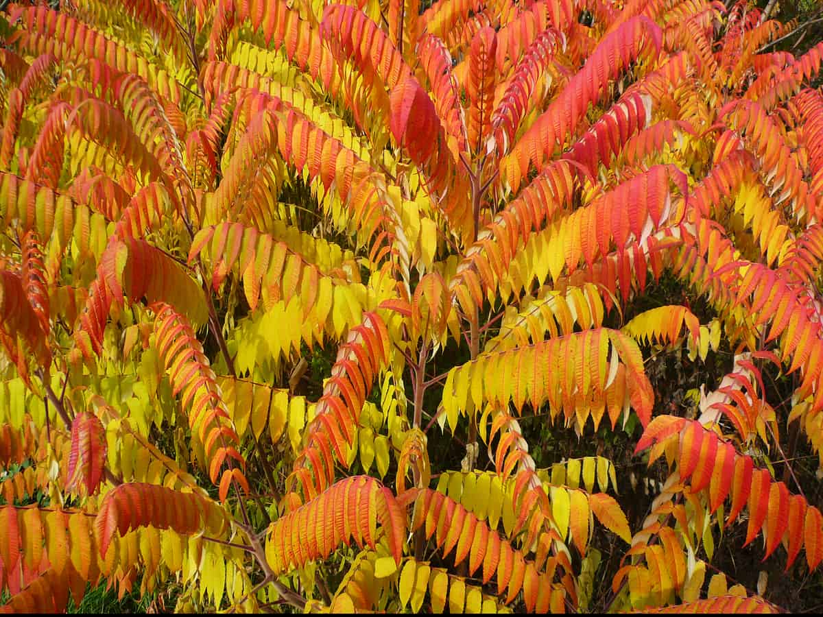 cut-leaf staghorn sumac is not poisonous like its cousin