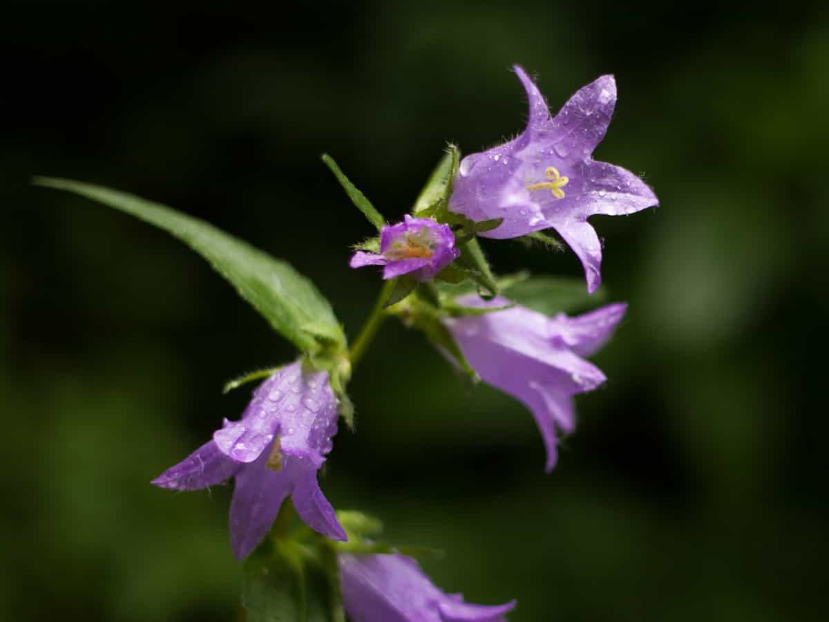 Dalmatian bellflower blooms from spring to fall