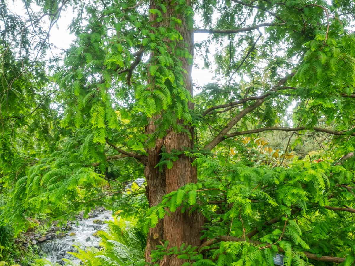 dawn redwood is an endangered shade tree