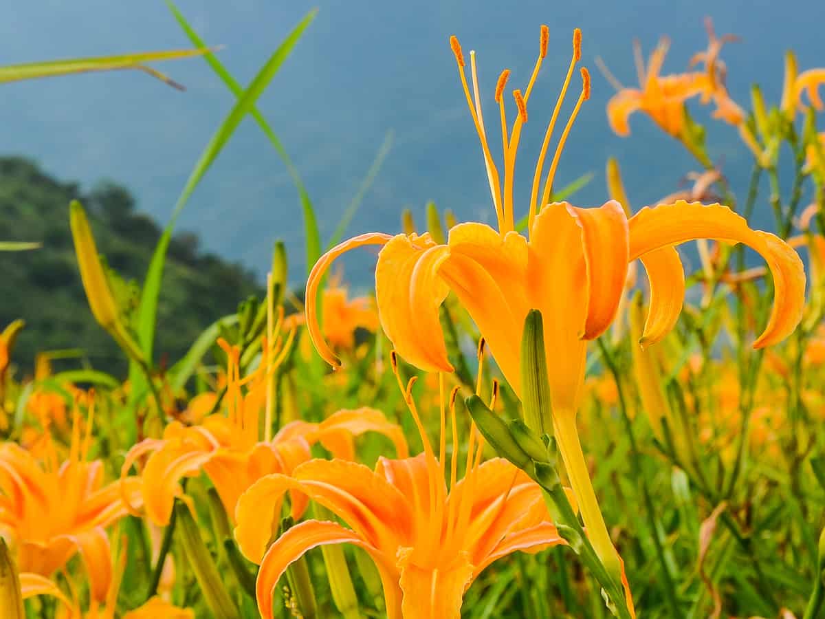 the daylily is a favorite perennial