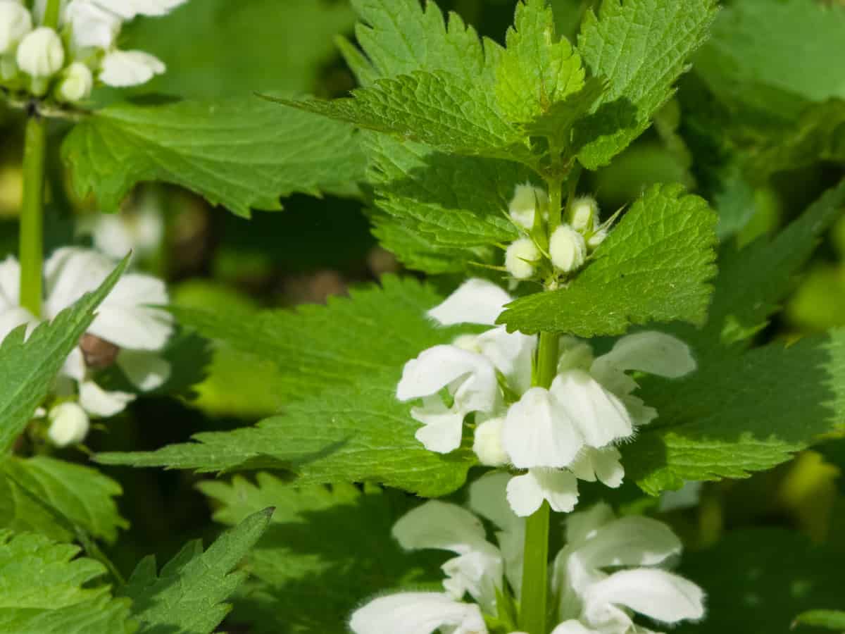 white dead nettle has a long blooming season