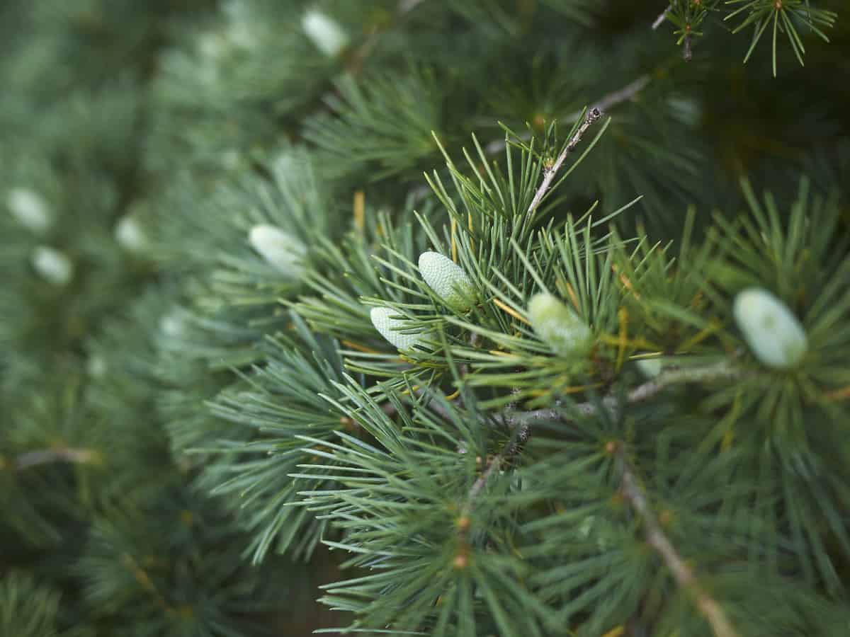 deodar cedar has an aroma that deters insects