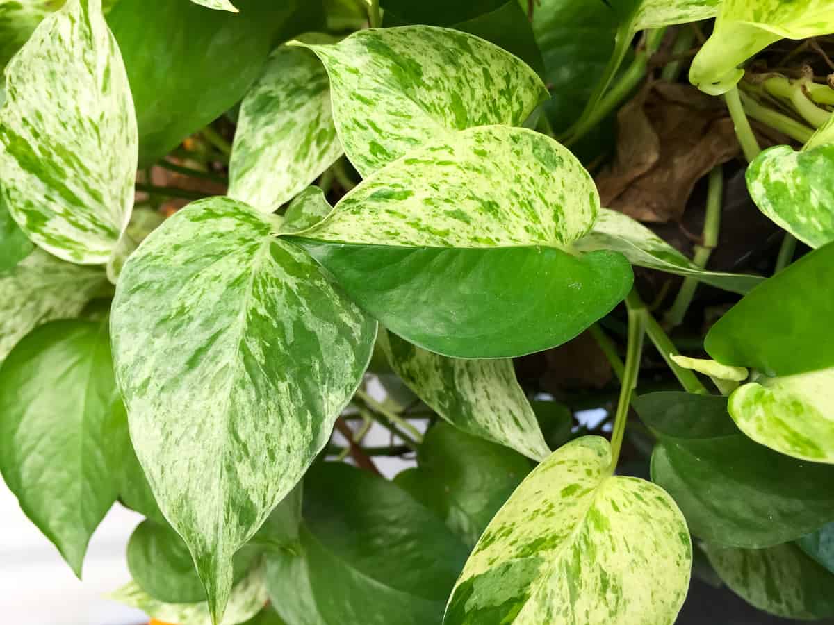 devils ivy is also known as golden pothos