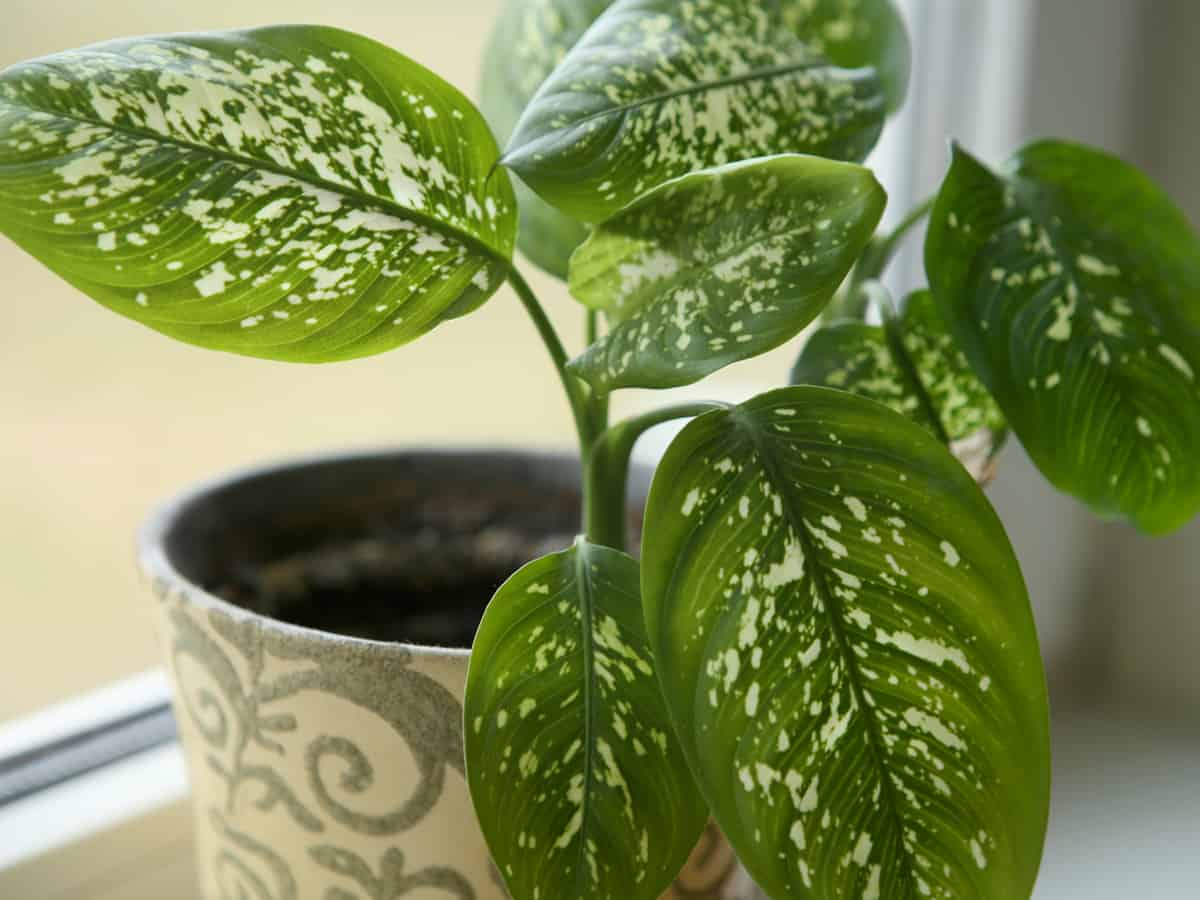 dieffenbachia is also called the spotted dumb cane plant