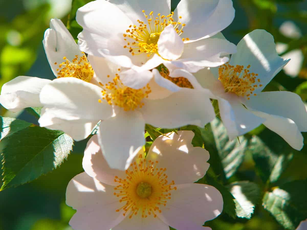 the dog rose or eglantine is well-known throughout the world