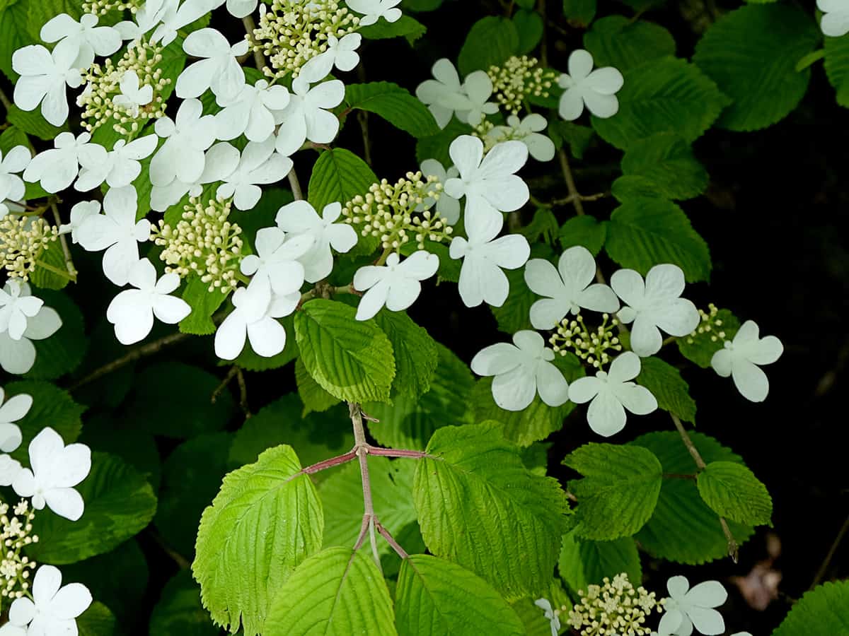 deter nosy neighbors with doublefile viburnum