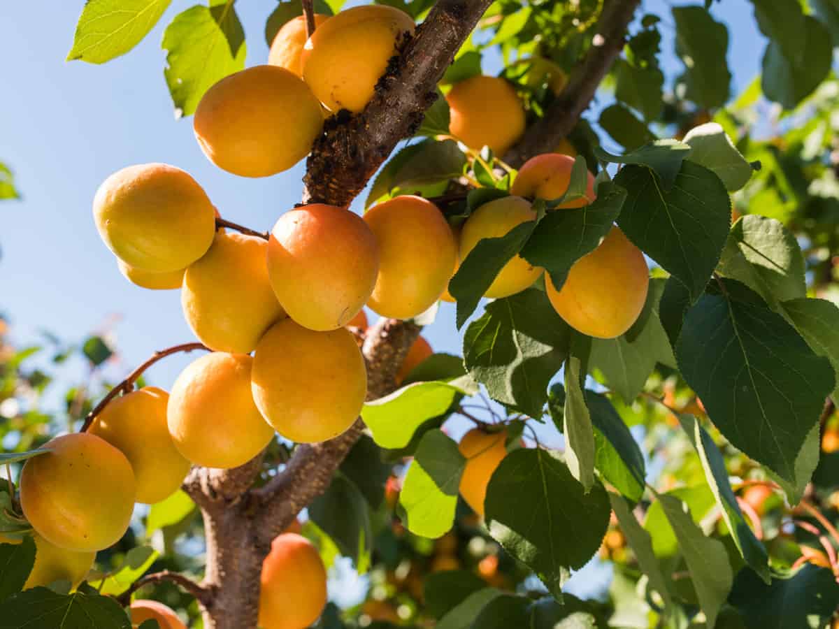 dwarf apricot trees are a yummy addition to a patio orchard