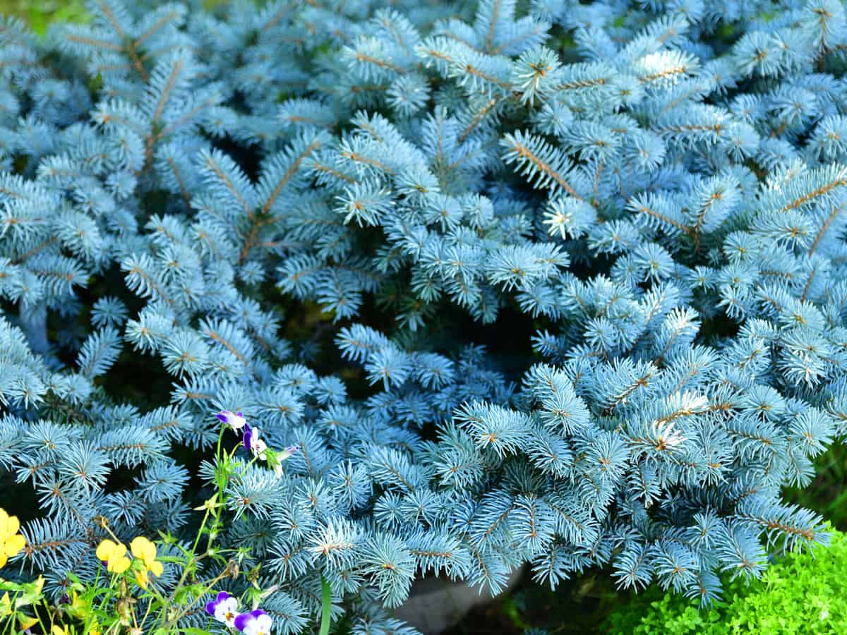 dwarf blue spruce is a small shrub that offers year-round color