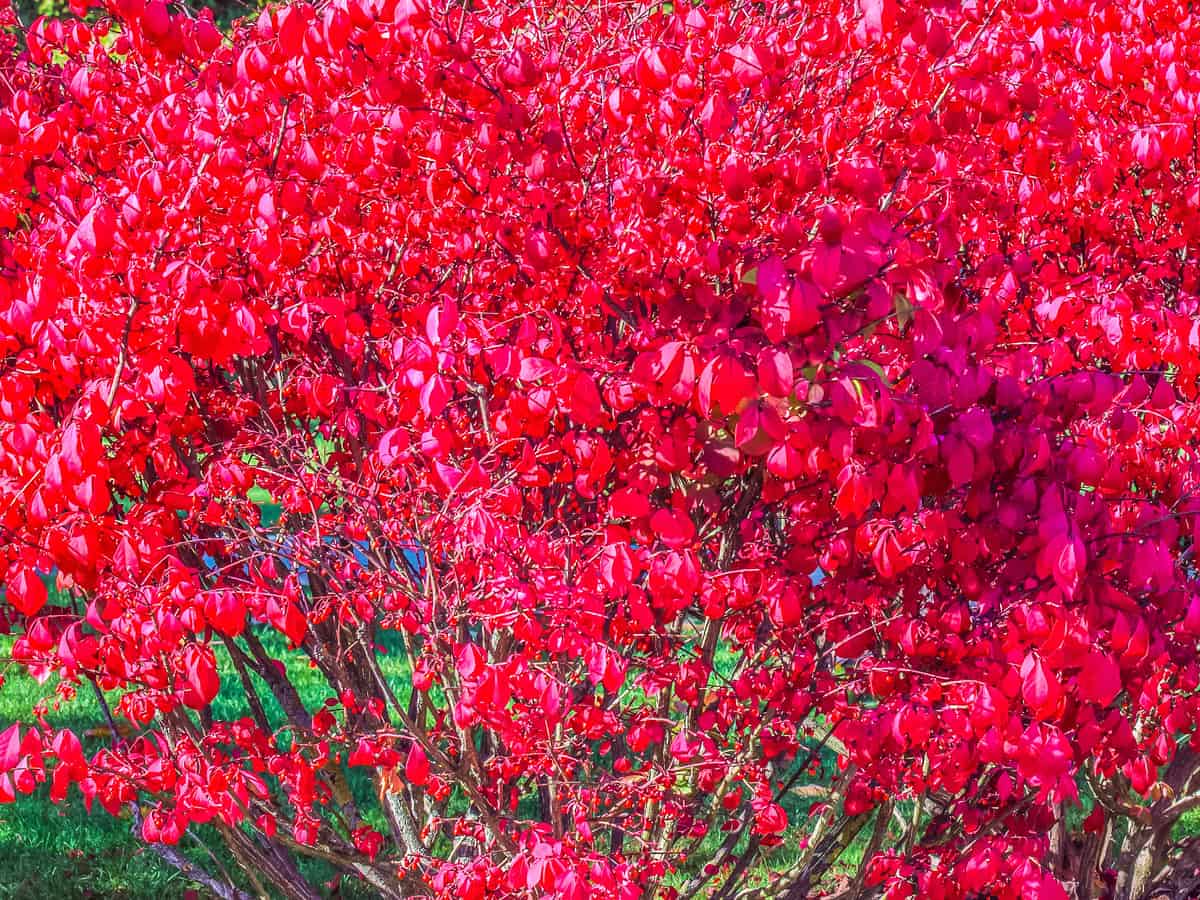 dwarf burning bush is known for its brilliant fall foliage