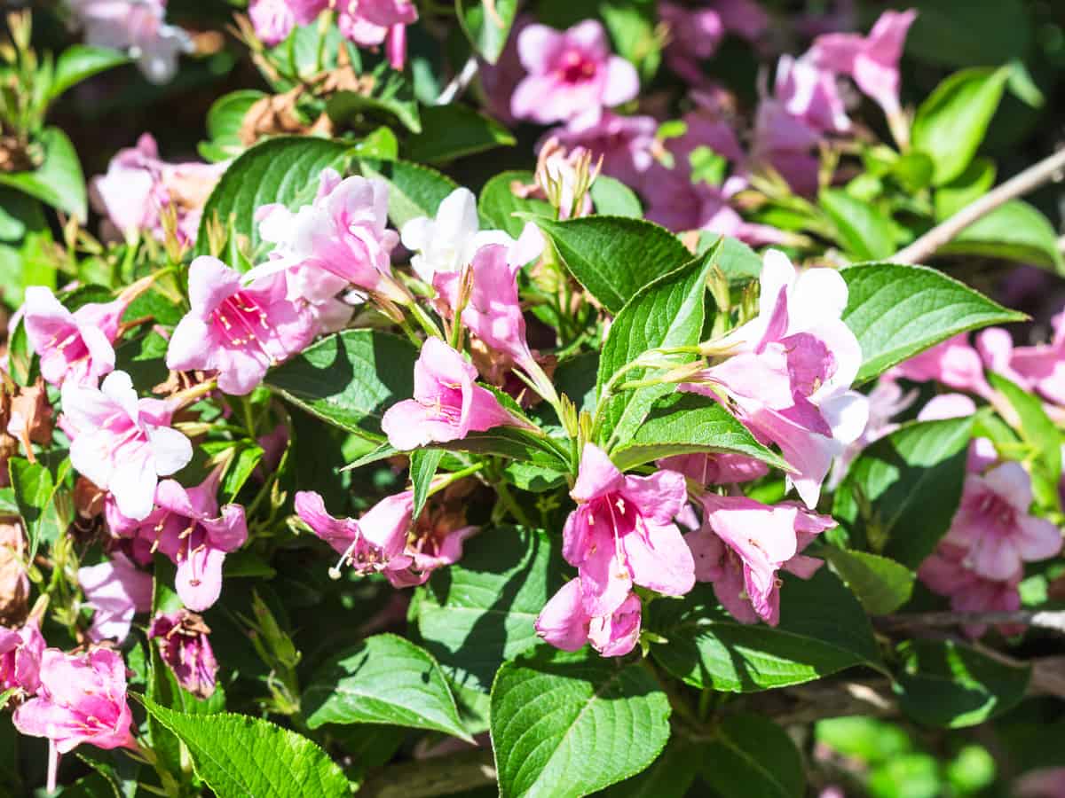 dwarf bush honeysuckle is a deciduous shrub