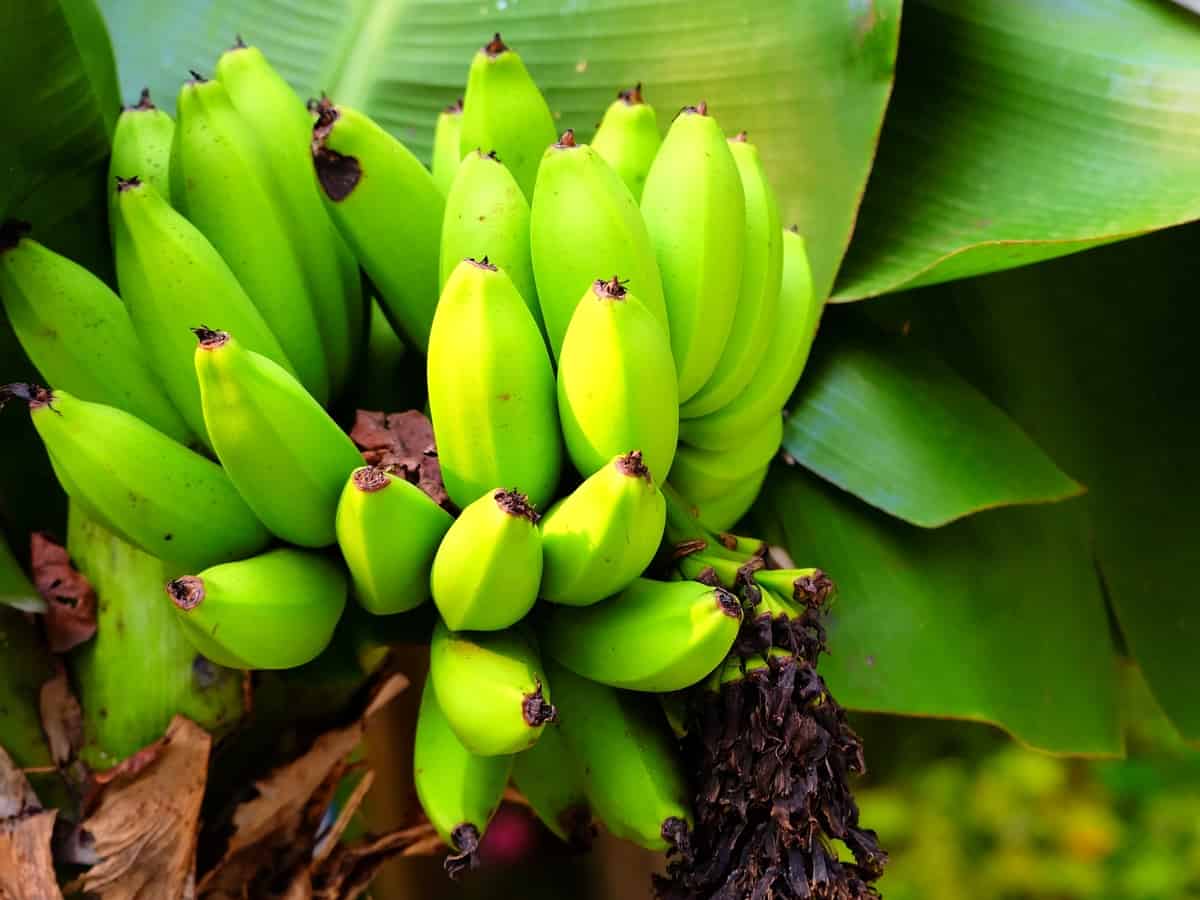 dwarf Cavendish bananas are delicious and easy to grow